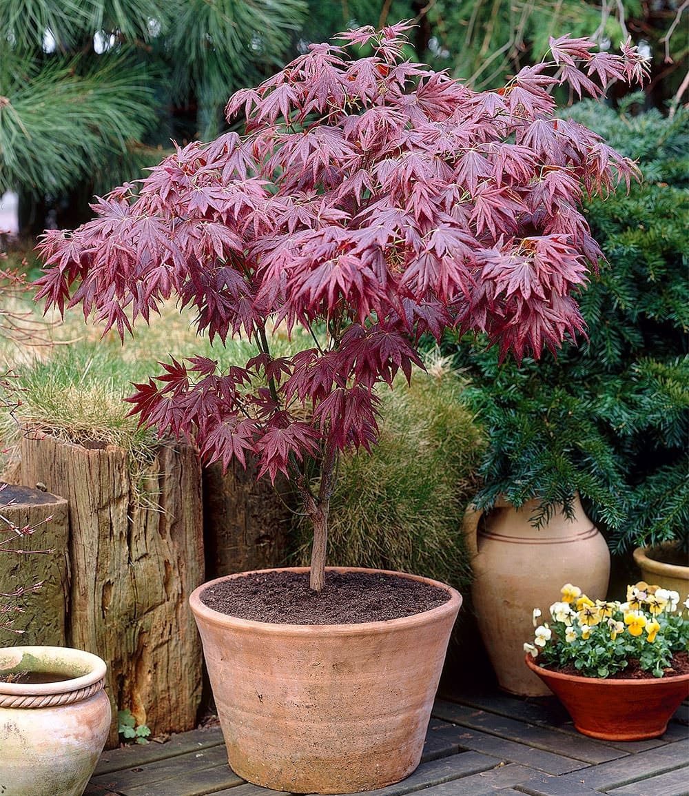 BALDUR Garten Zierstrauch Japanischer Ahorn 'Burgund', 1 St., Zwerg-Ahorn, winterhart, mehrjährig