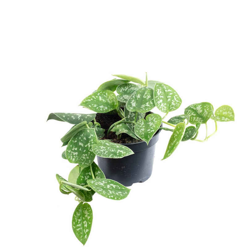 Flowerbox Blumentopf »bepflanzt mit Zimmerpflanze Gefleckte Efeutute - Scindapsus pictus 'Argyraeus' - Höhe ca. 15 cm, Topf-Ø 12 cm«
