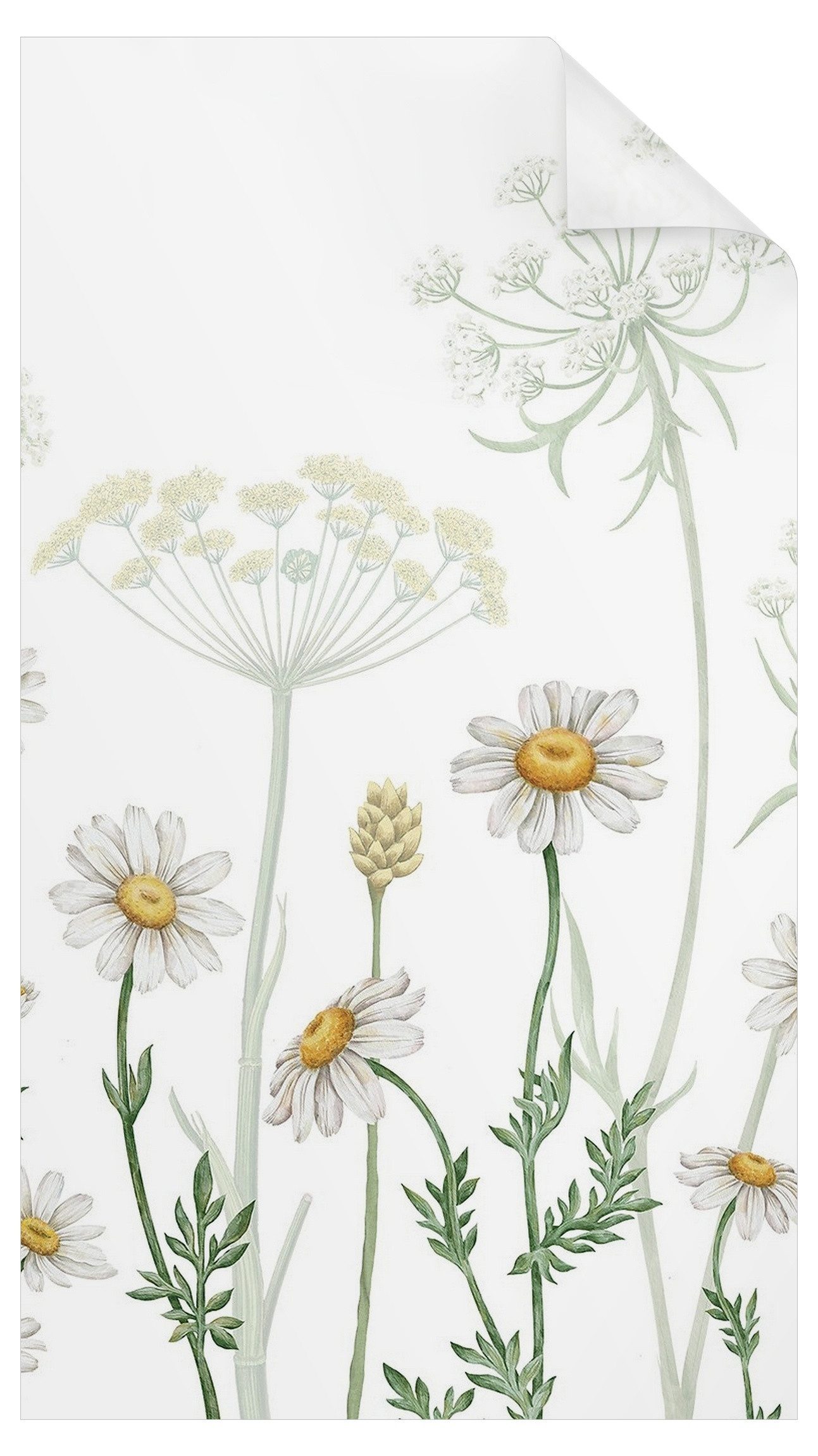 Bilderdepot24 Fensterfolie Dusche blickdicht statisch haftend Blumen- und Blütenmotiv Schafgarbe, blickdicht, Statisch haftend, blickdicht, wasserfest, wiederverwendbar, ablösbar