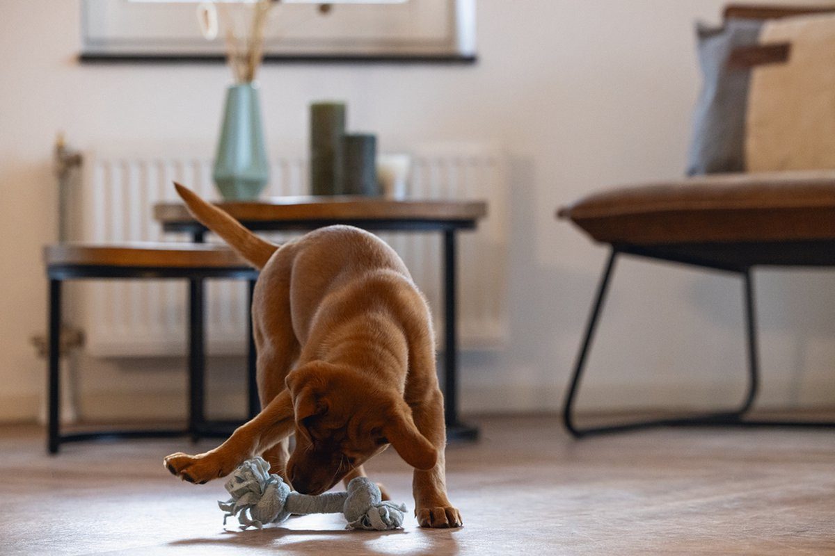 Beeztees Tiertau Puppy Welpen Spielzeug Spielseil günstig online kaufen