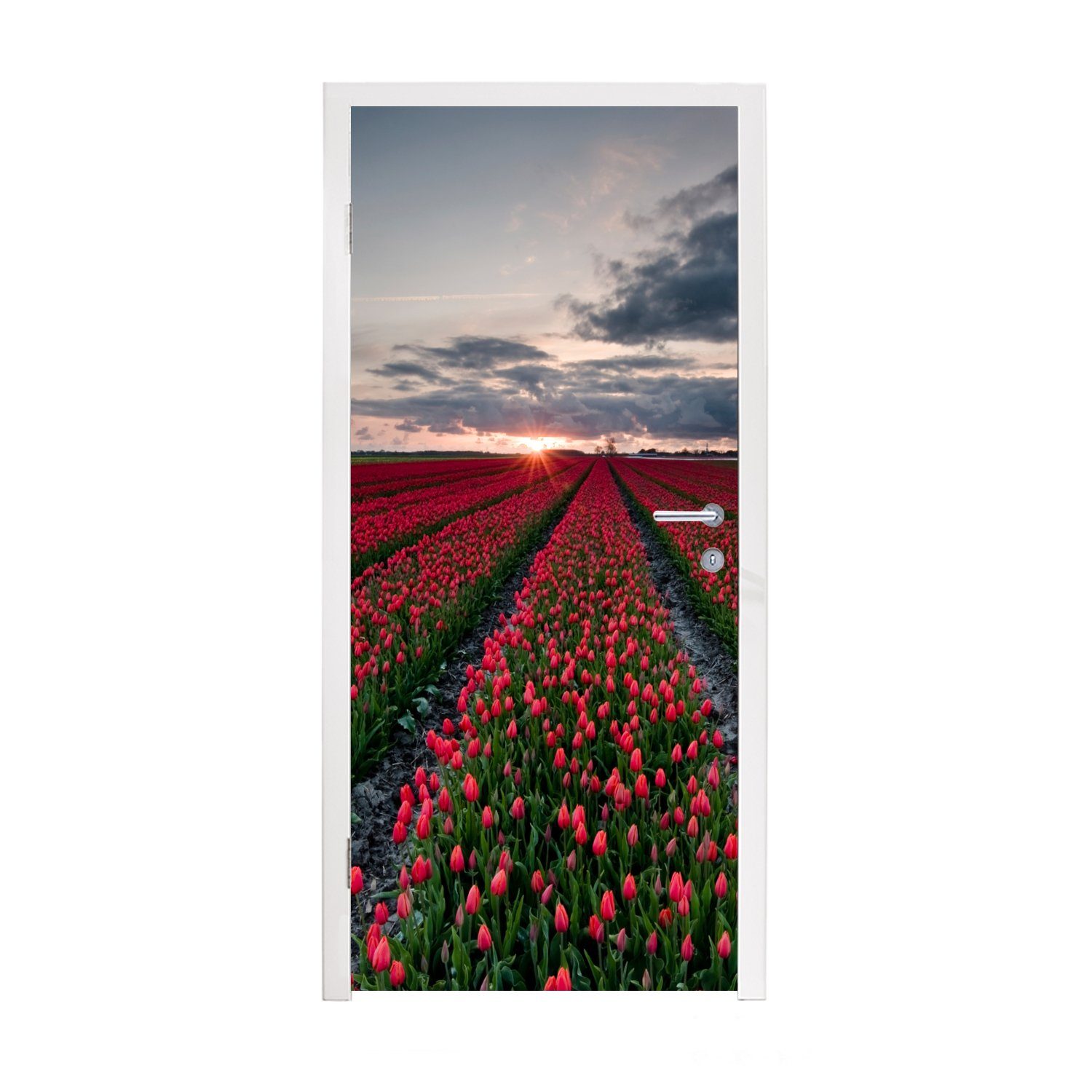 MuchoWow Türtapete Ein rotes Tulpenfeld im Nordosten der Niederlande, Matt, bedruckt, (1 St), Fototapete für Tür, Türaufkleber, 75x205 cm