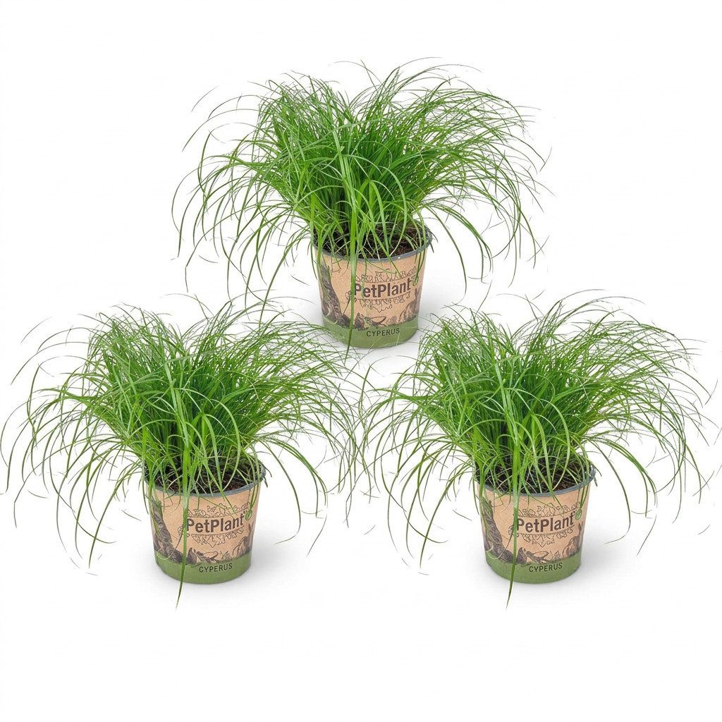 Bloomique Zimmerpflanze Bloomique - 3er Set - Cyperus Zumula - Katzengras Fertig Gewachsen - Z, 3 St.