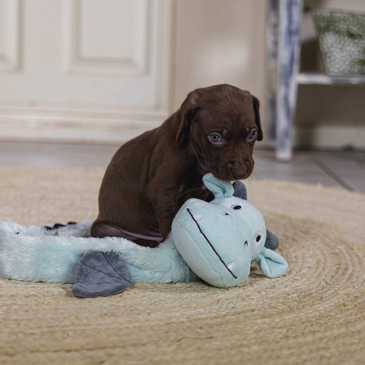 Beeztees Tierkuscheltier Hundespielzeug Puppy Flatino Drachen günstig online kaufen