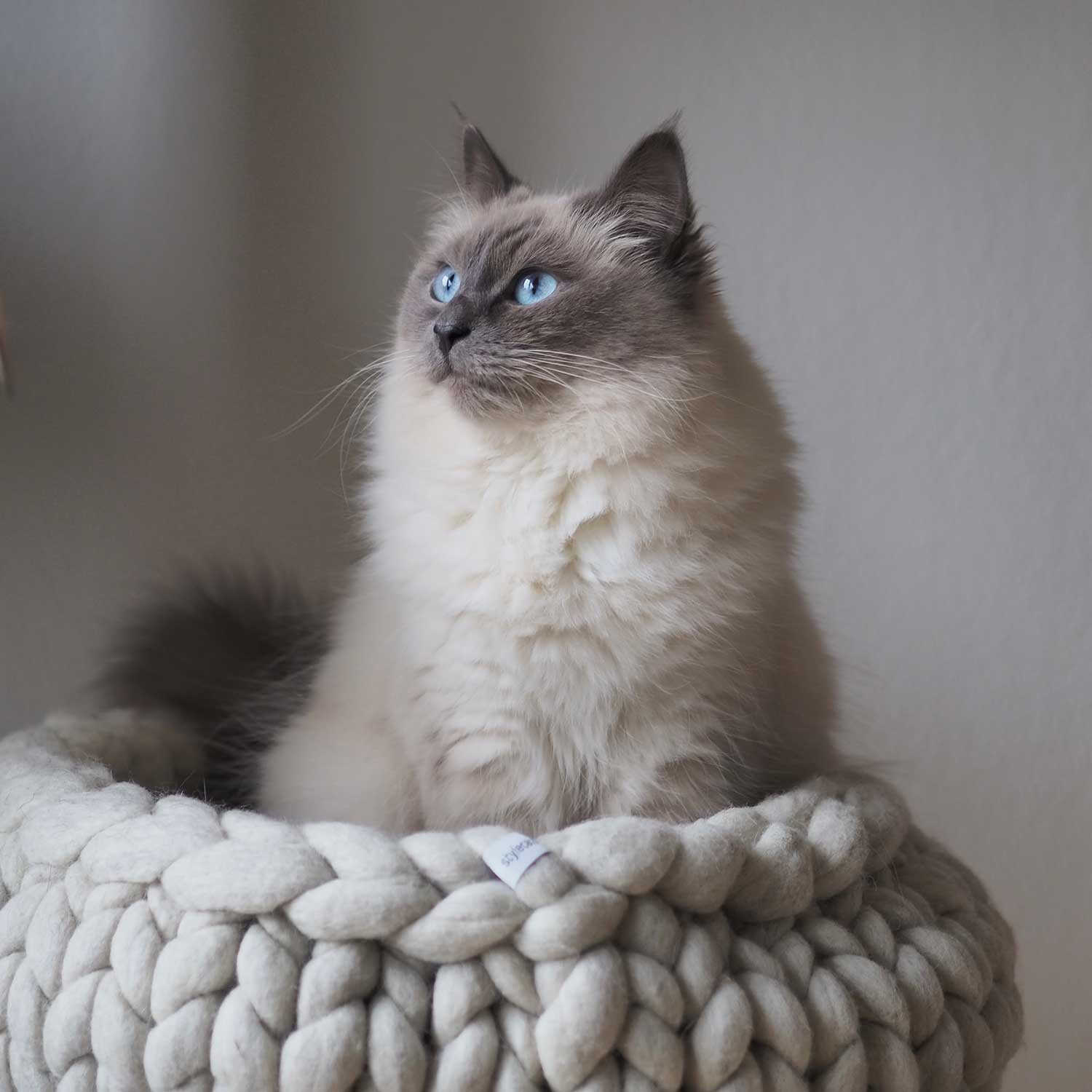 Hunter Tierbedarf Tierbett Katzenbett Boogie