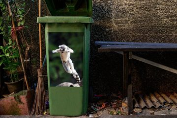 MuchoWow Wandsticker Affe - Afrika - Madagaskar (1 St), Mülleimer-aufkleber, Mülltonne, Sticker, Container, Abfalbehälter