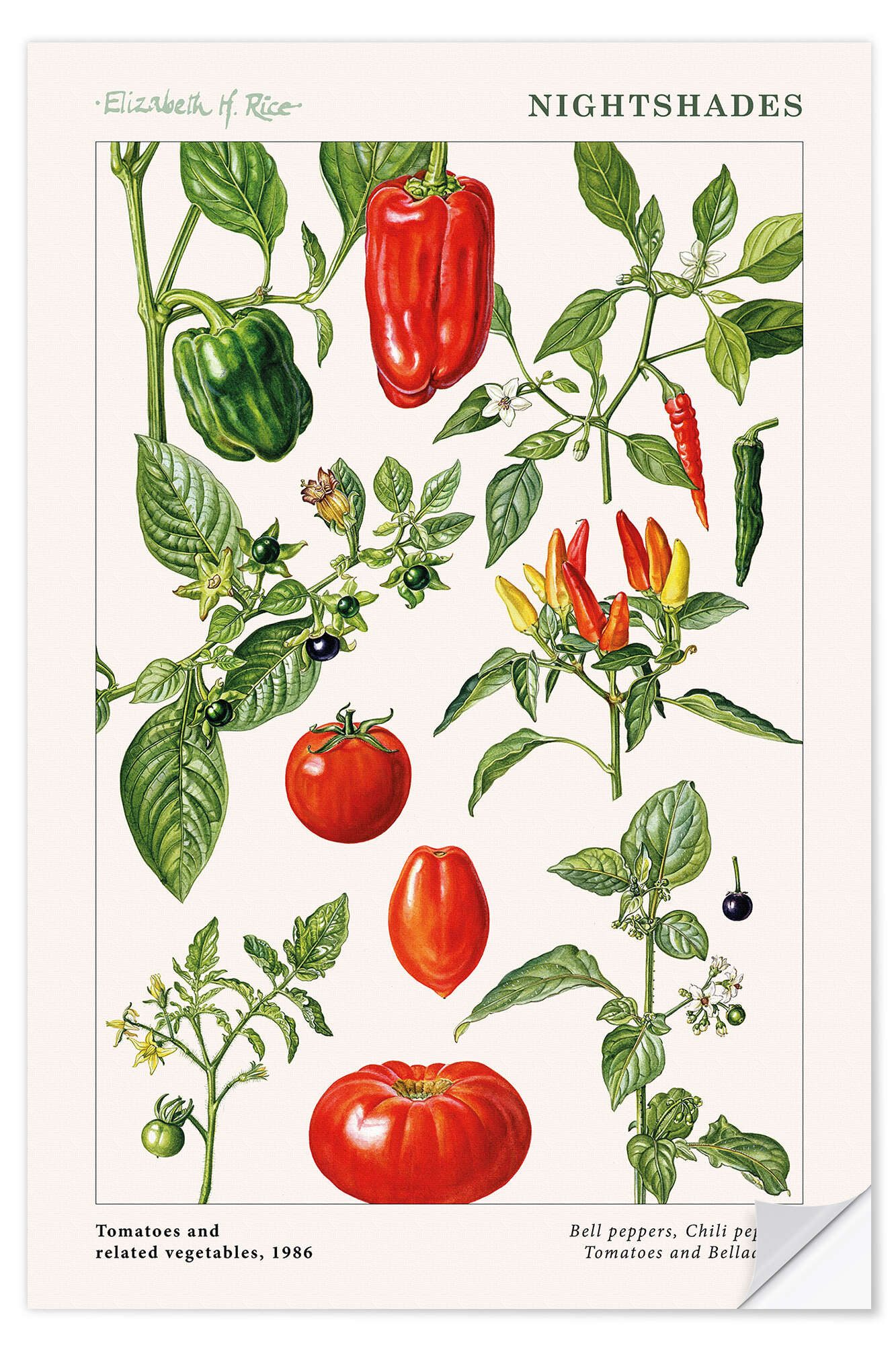 Posterlounge Wandfolie Elizabeth Rice, Tomaten und andere Nachtschattengewächse, 1986, Küche Landhausstil Illustration