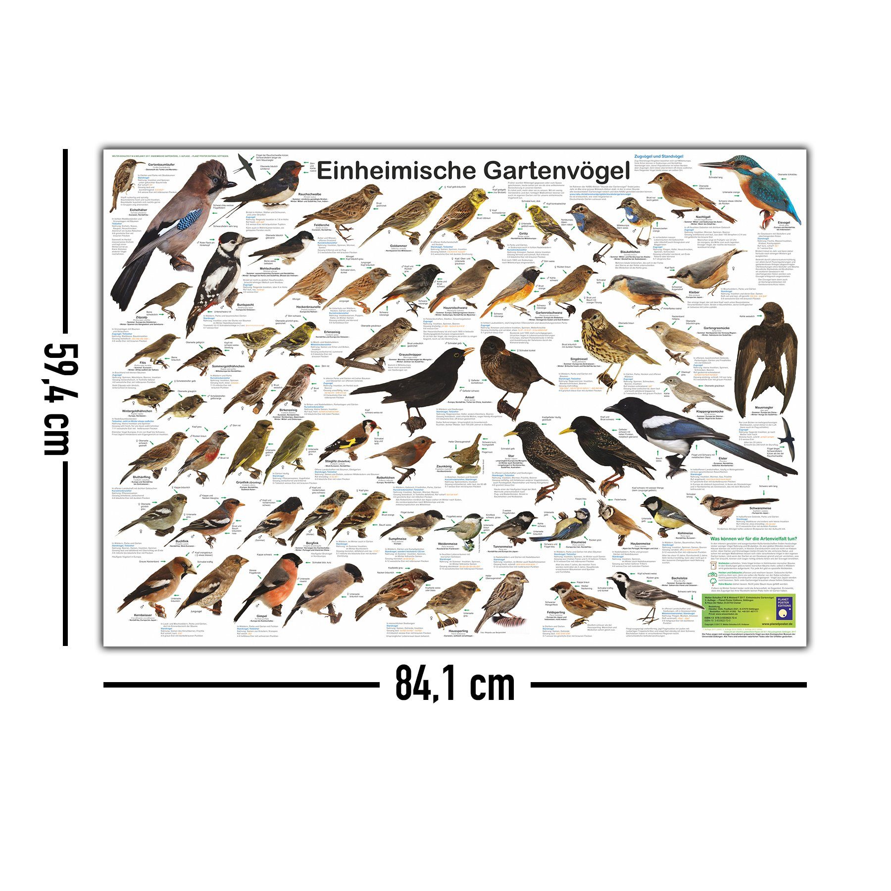 Close Up Poster Einheimische Gartenvögel Poster deutsch DIN A1 84,1 x 59,4 – Bild 5 von 5