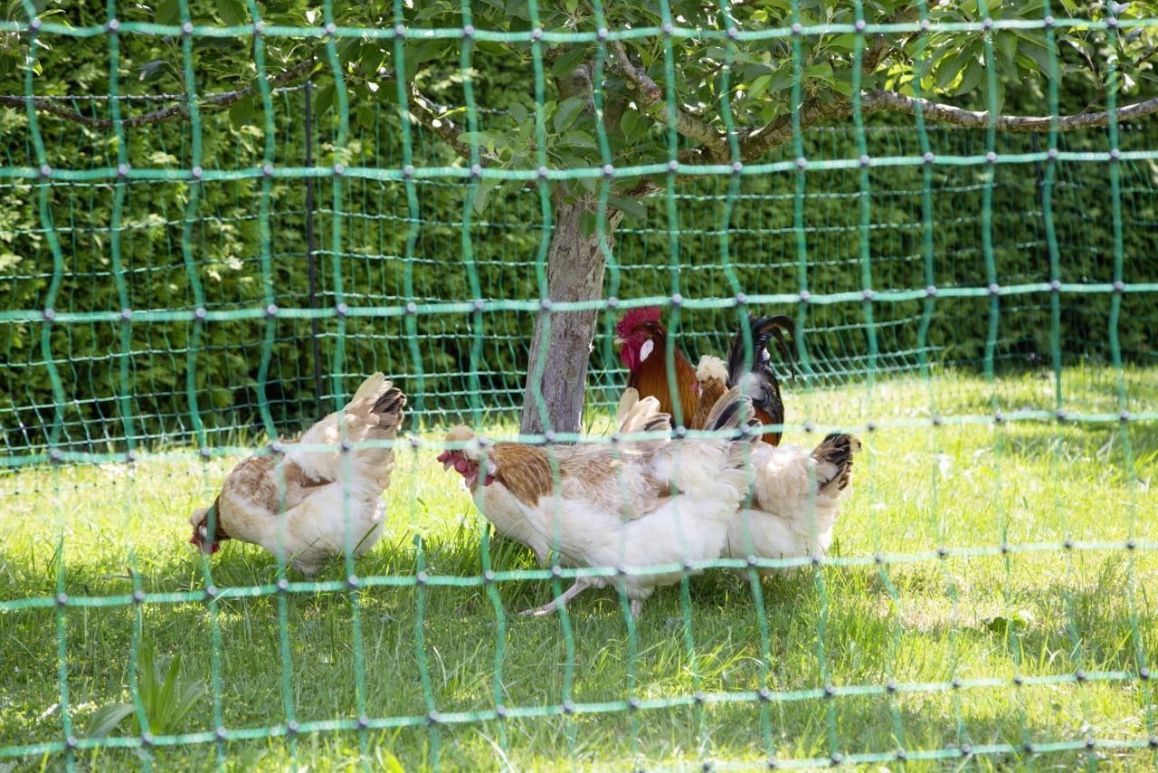 Kerbl Tierhaus Kerbl Geflügelnetz 50 m grün H 106 cm mit