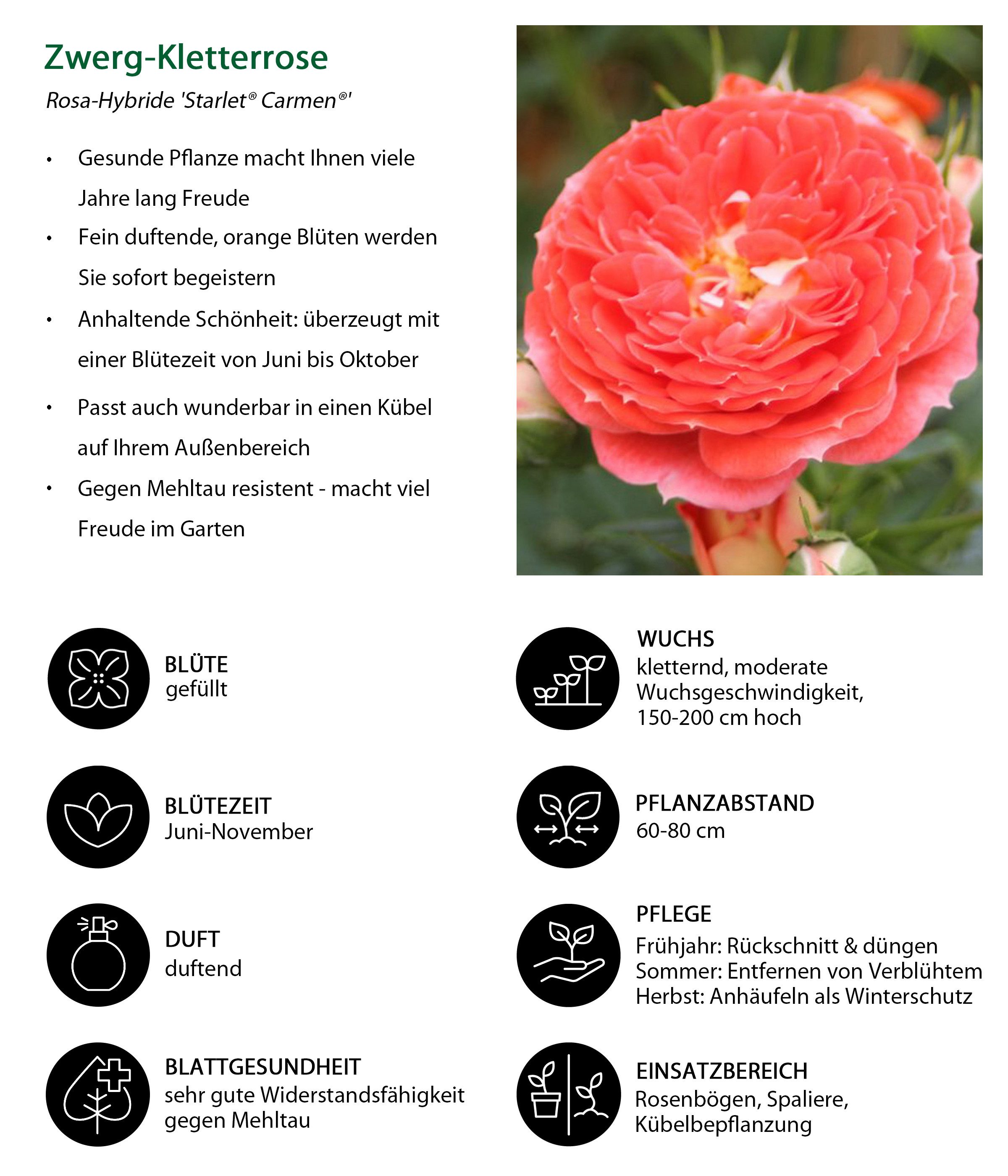 Dehner Rose Zwerg-Kletterrose Starlet® Carmen®, 15-30 cm, gefüllte duftende Blüten, Farbe orange-rot, Züchter Tantau