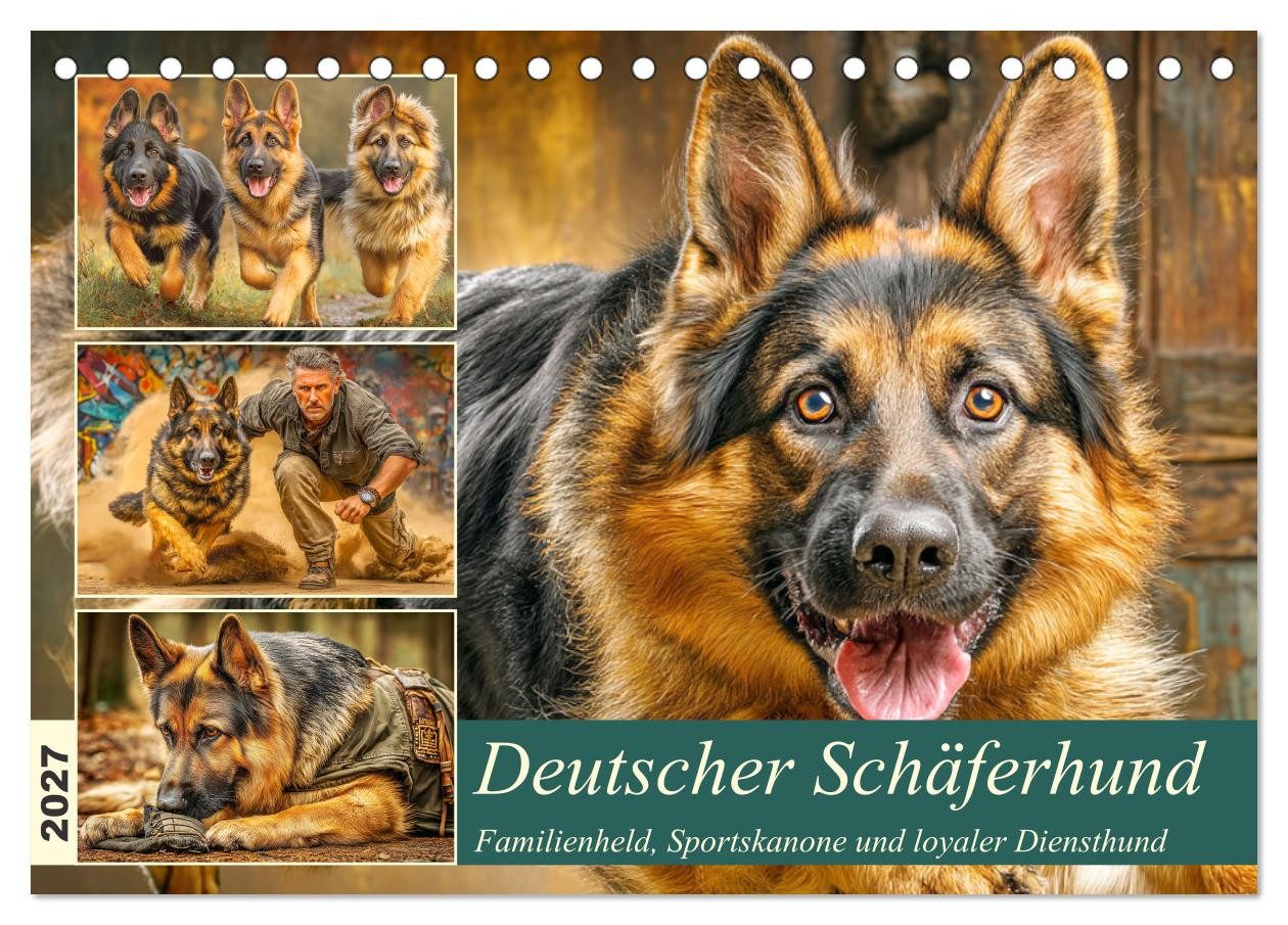 CALVENDO Wandkalender Deutscher Schäferhund. Familienheld, Sportskanone und loyaler Diensthu