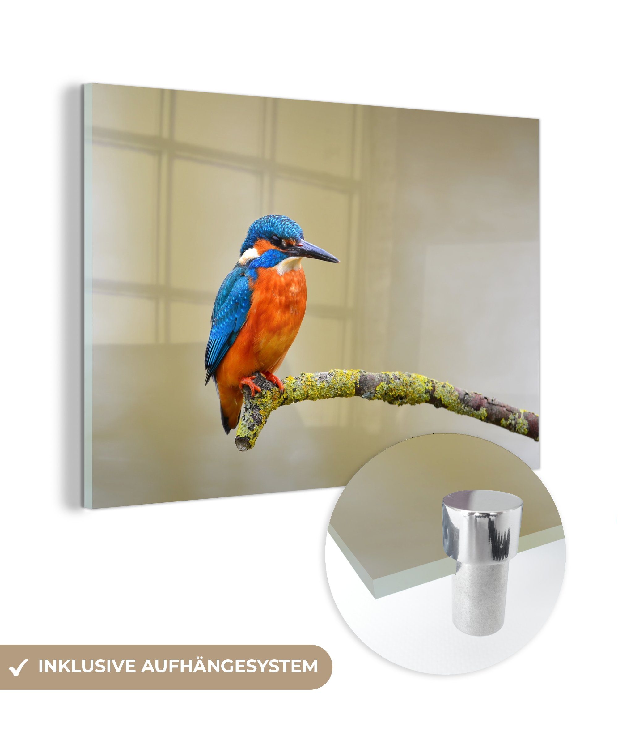 MuchoWow Acrylglasbild Vogel - Eisvogel - Zweig, (1 St), Acrylglasbilder Wohnzimmer & Schlafzimmer