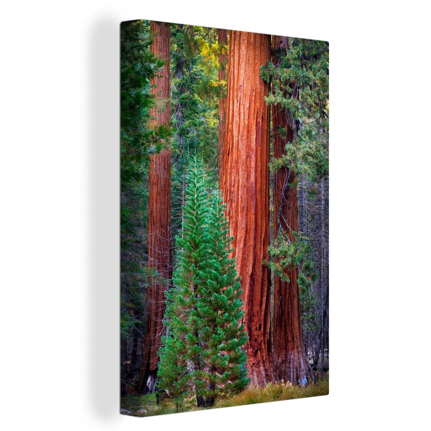 OneMillionCanvasses® Leinwandbild Ein Redwood-Baum im Wald, (1 St), Leinwandbild fertig bespannt inkl. Zackenaufhänger, Gemälde, 20x30 cm