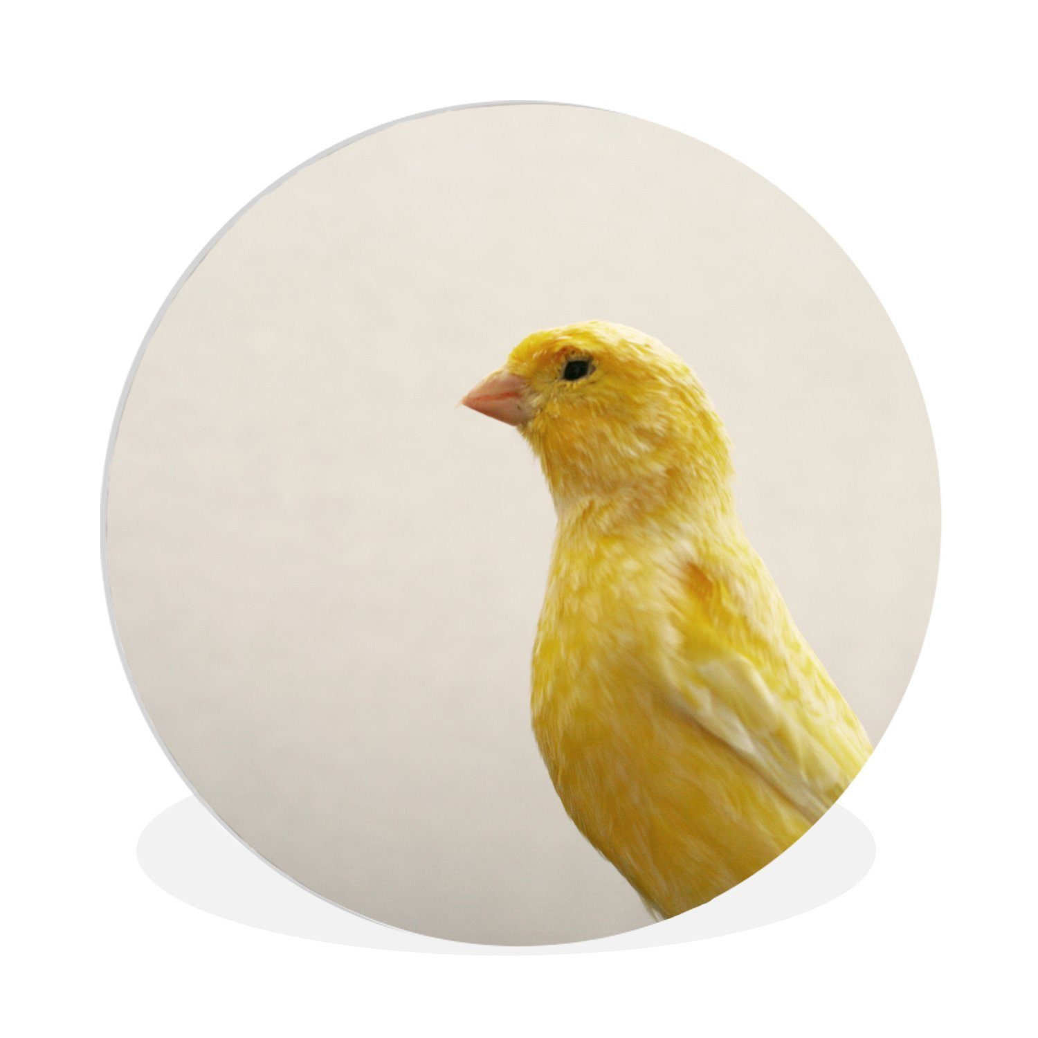 MuchoWow Gemälde Nahaufnahme eines gelben Kanarienvogels mit weißem Hintergrund, (1 St), Kreis Wanddekoration Forex, Rundes Wandbild, Wohnzimmer, 30x30 cm