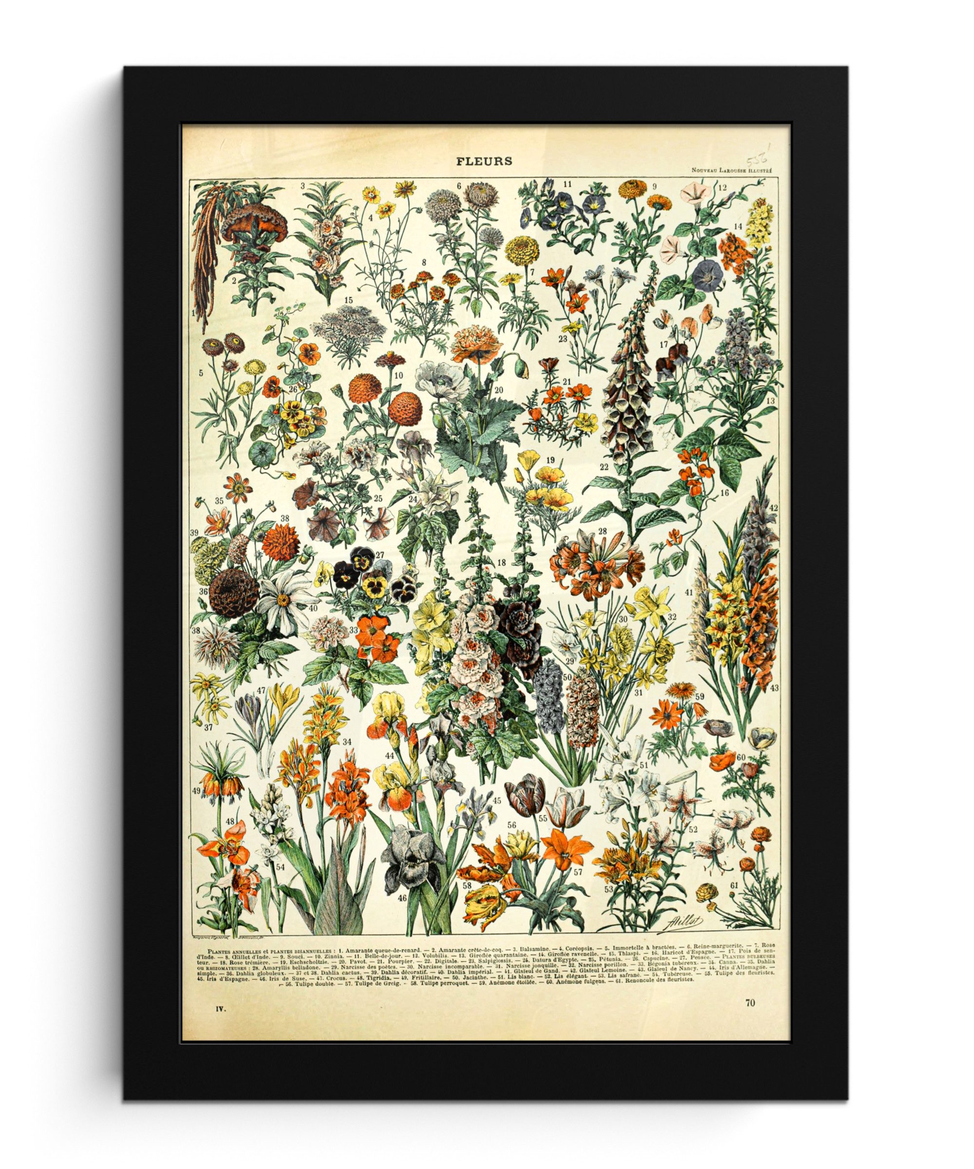 MuchoWow Poster Blumen - Pflanzen - Vintage - Adolphe Millot - Kunst, (1 St), Bilderrahmen, Zimmer Deko, Bild für Wohnzimmer, 20x30 cm