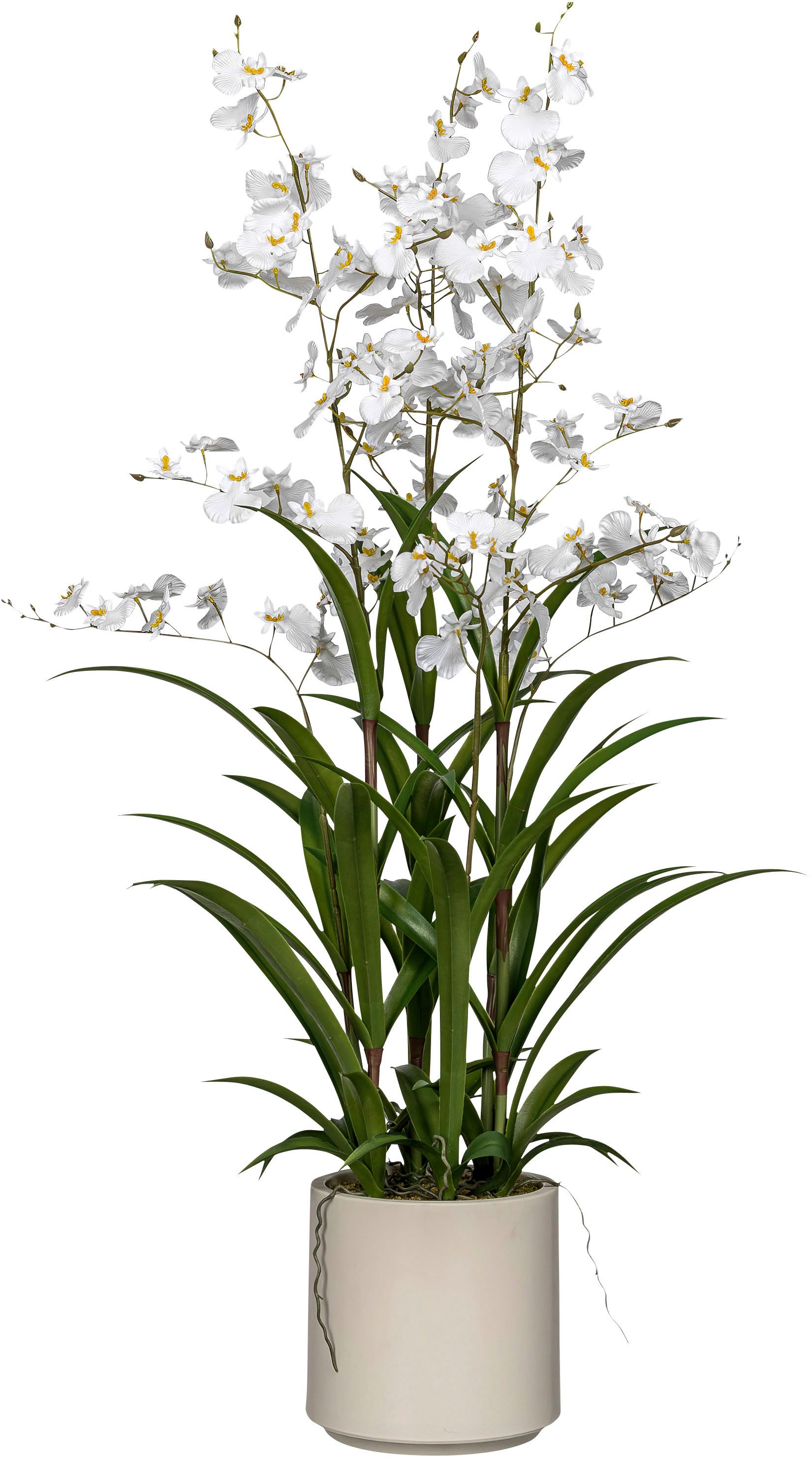 Kunstorchidee Orchidee Oncydie, Creativ green, Höhe 98 cm, im eleganten Top günstig online kaufen