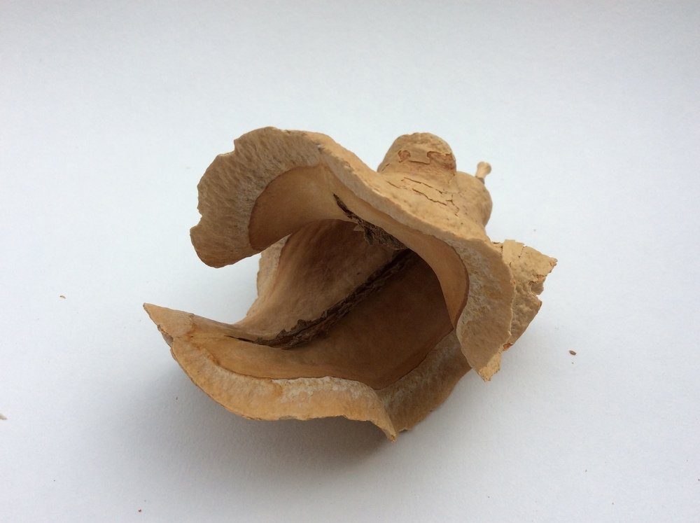 Terrarium Entenschnabel (ca. 10 cm)