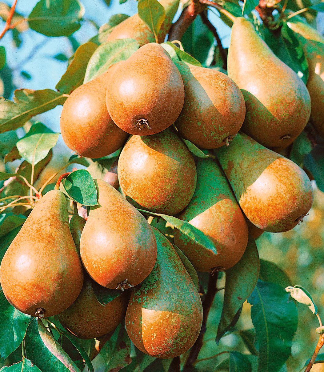 Obstbaum Â»Birne Williams ChristÂ«, 100 cm kaufen | OTTO