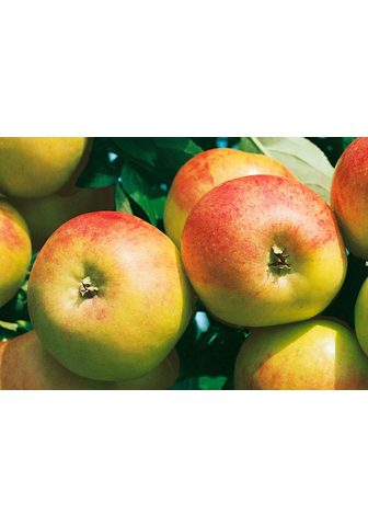 BCM Obstbaum »Apfel Cox orange«...