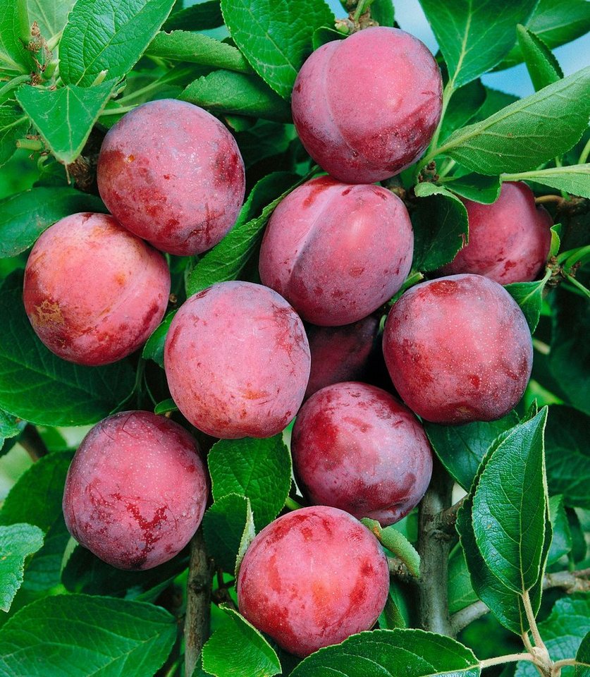 Obstbaum »Pflaume Viktoria«, 100 cm online kaufen OTTO