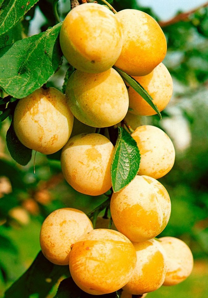 Obstbaum »Mirabelle de Nancy«, 150 cm Lieferhöhe OTTO