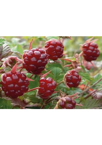 BCM Obst »Arktische Brombeere Aromar...