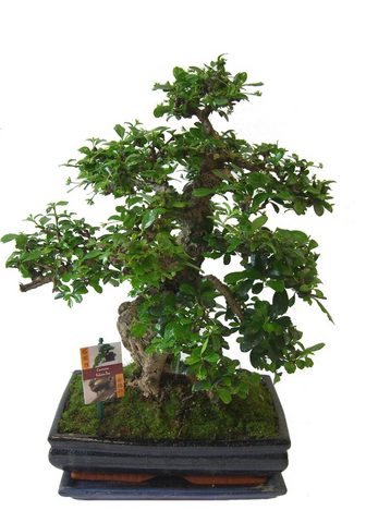 BCM Zimmerpflanze »Bonsai« с K...