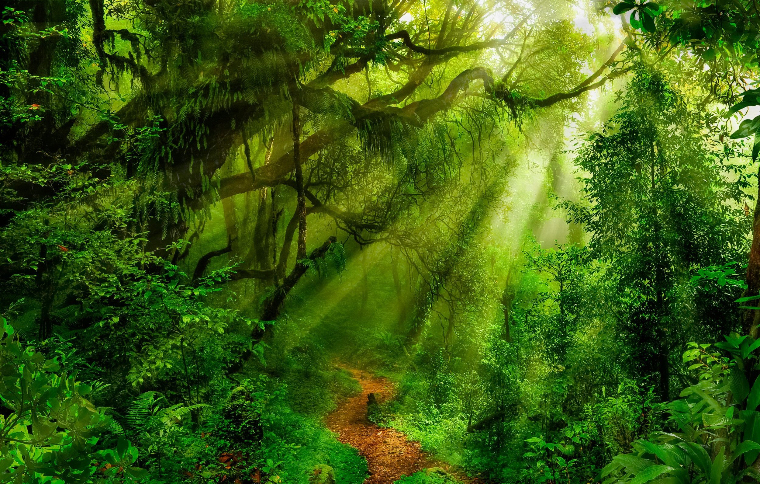Papermoon Fototapete VLIES-Tapete Premium "Wald", Kleister günstig online kaufen