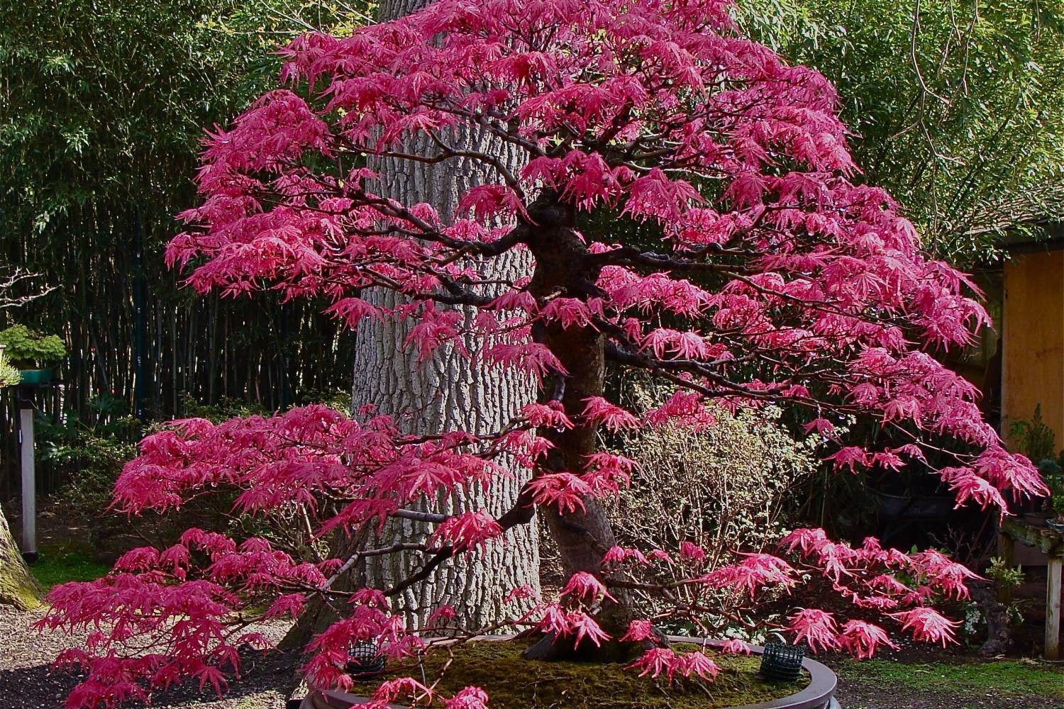 SAFLAX Blumensamen SAFLAX - Samen - Roter Fächerahorn – Bild 3 von 5