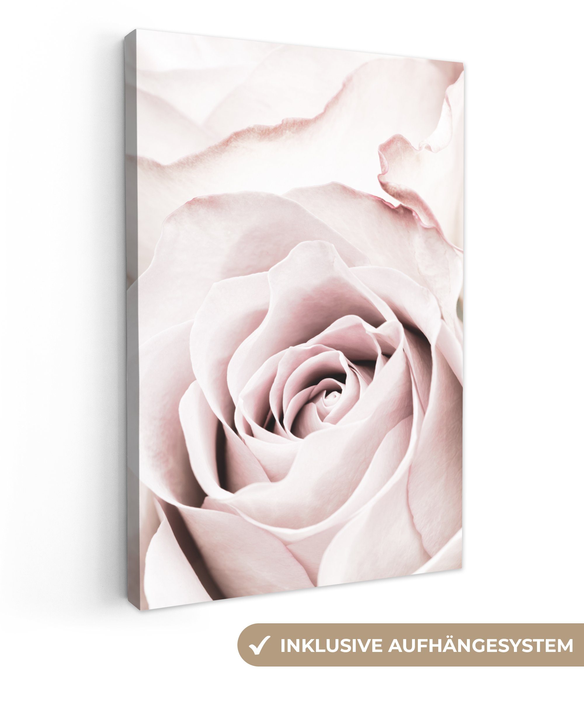 OneMillionCanvasses® Leinwandbild Blumen - Rose - Rosa - Botanisch, Fotodru günstig online kaufen