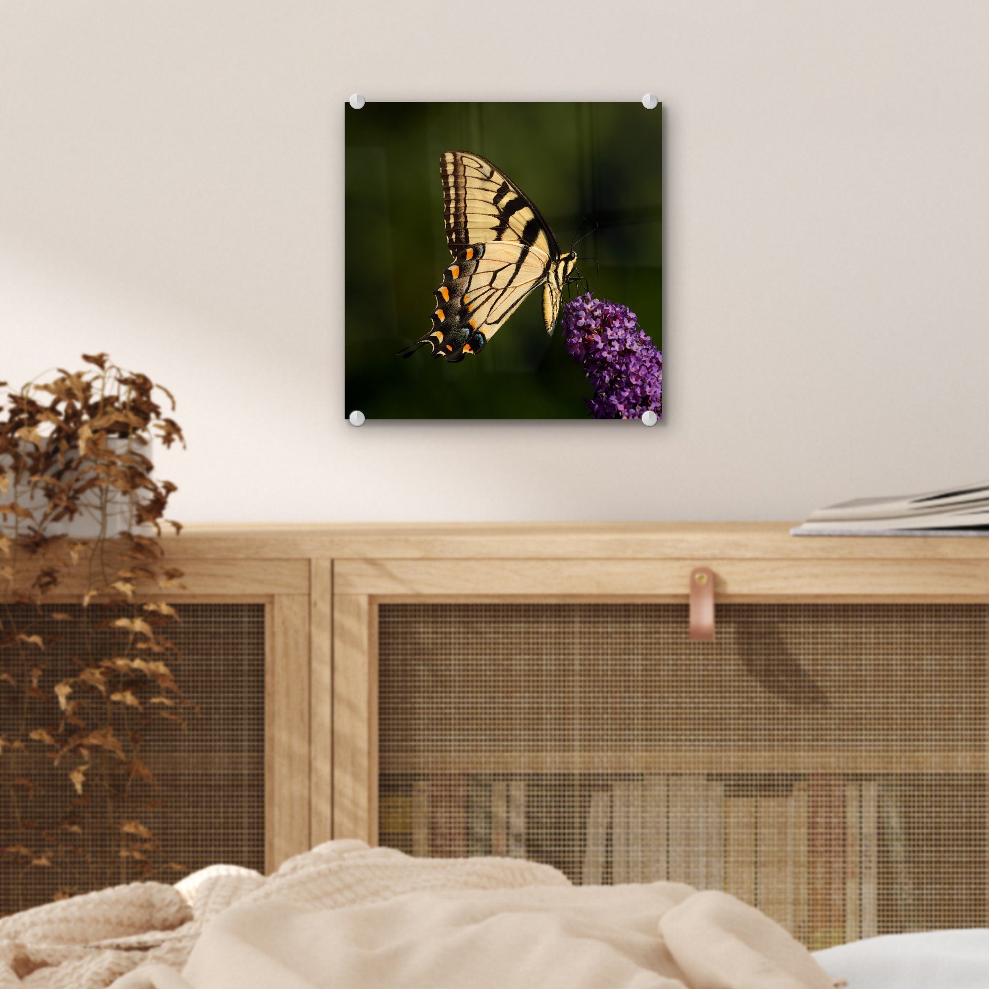(1 Acrylglasbild Papilio glaucus - - Glasbilder - St), Glas auf Wanddekoration Foto Schmetterlingsstrauch, lila Glas auf auf Schmetterling MuchoWow Bilder einem Wandbild