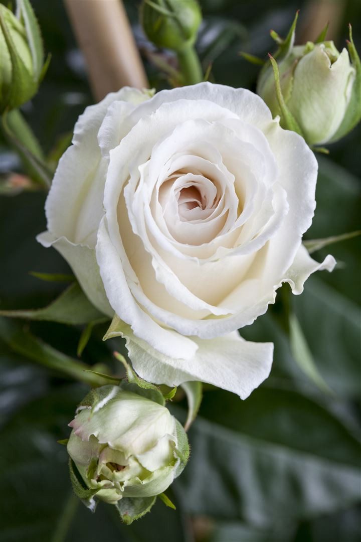 Pflanzen für Dich Rose Rosa Kleopatra