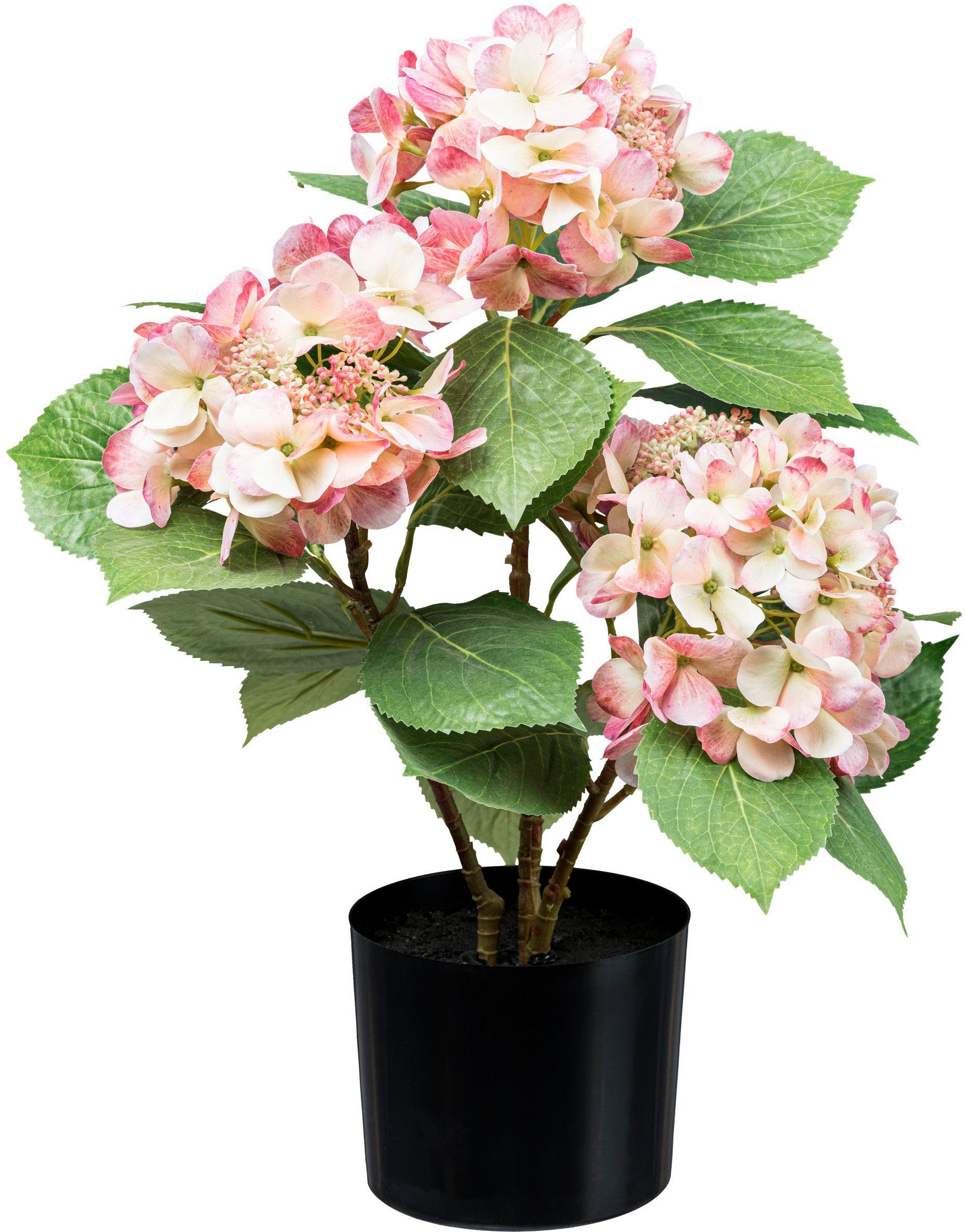 Kunstpflanze Hortensienbusch Hortensie, Creativ green, Höhe 53 cm, mit trau günstig online kaufen