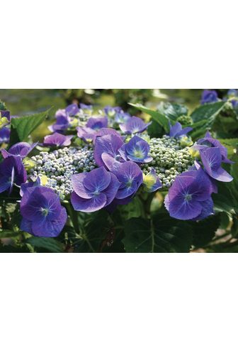 Гортензия Blaumeise