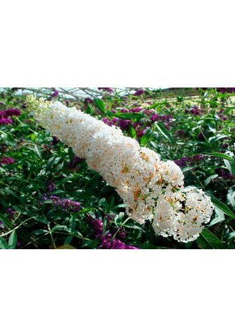 BCM Flieder »Sommerflieder White Bou...
