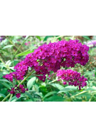 BCM Flieder »Sommerflieder Royal Red...