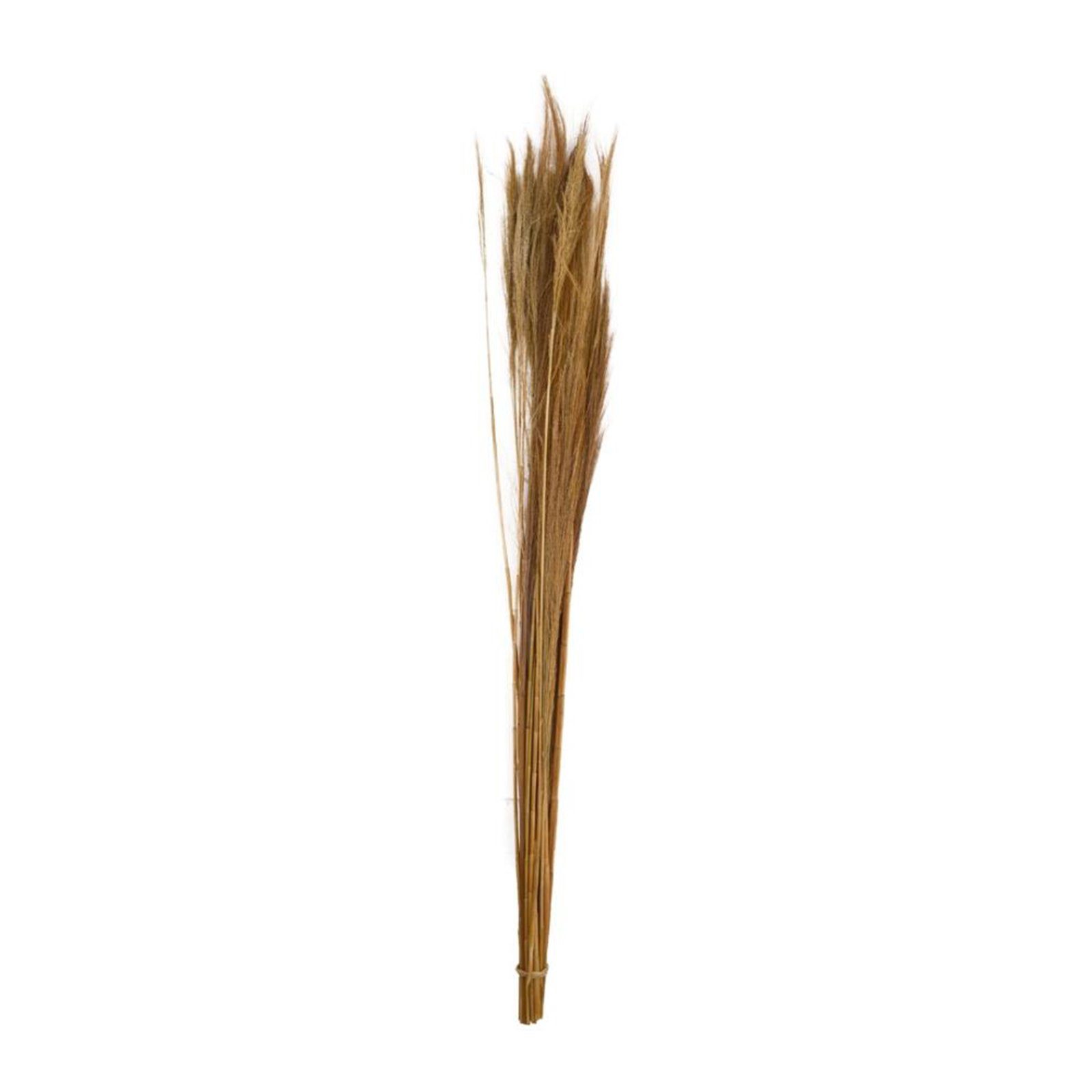 Trockenblume Ginstergras natur - Broom grass - Thysanolaena - 90-105 cm -100g, DIJK