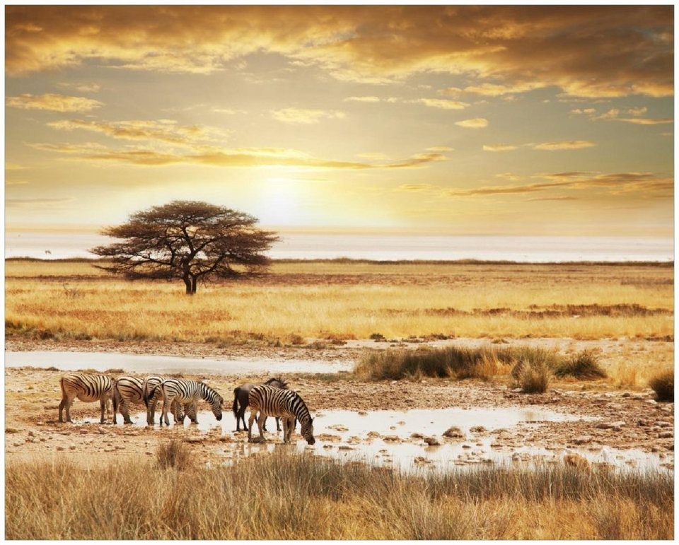 Wallario Poster, Safari in Afrika eine Herde Zebras am Wasser, in  verschiedenen Ausführungen