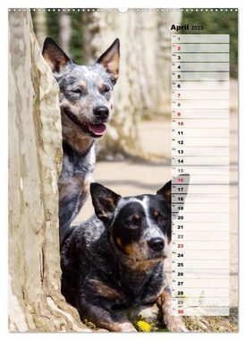 CALVENDO Wandkalender Australian Cattle Dogs auf der Darmstädter Mathildenhöhe (Premium, hochwertiger DIN A2 Wandkalender 2023, Kunstdruck in Hochglanz)