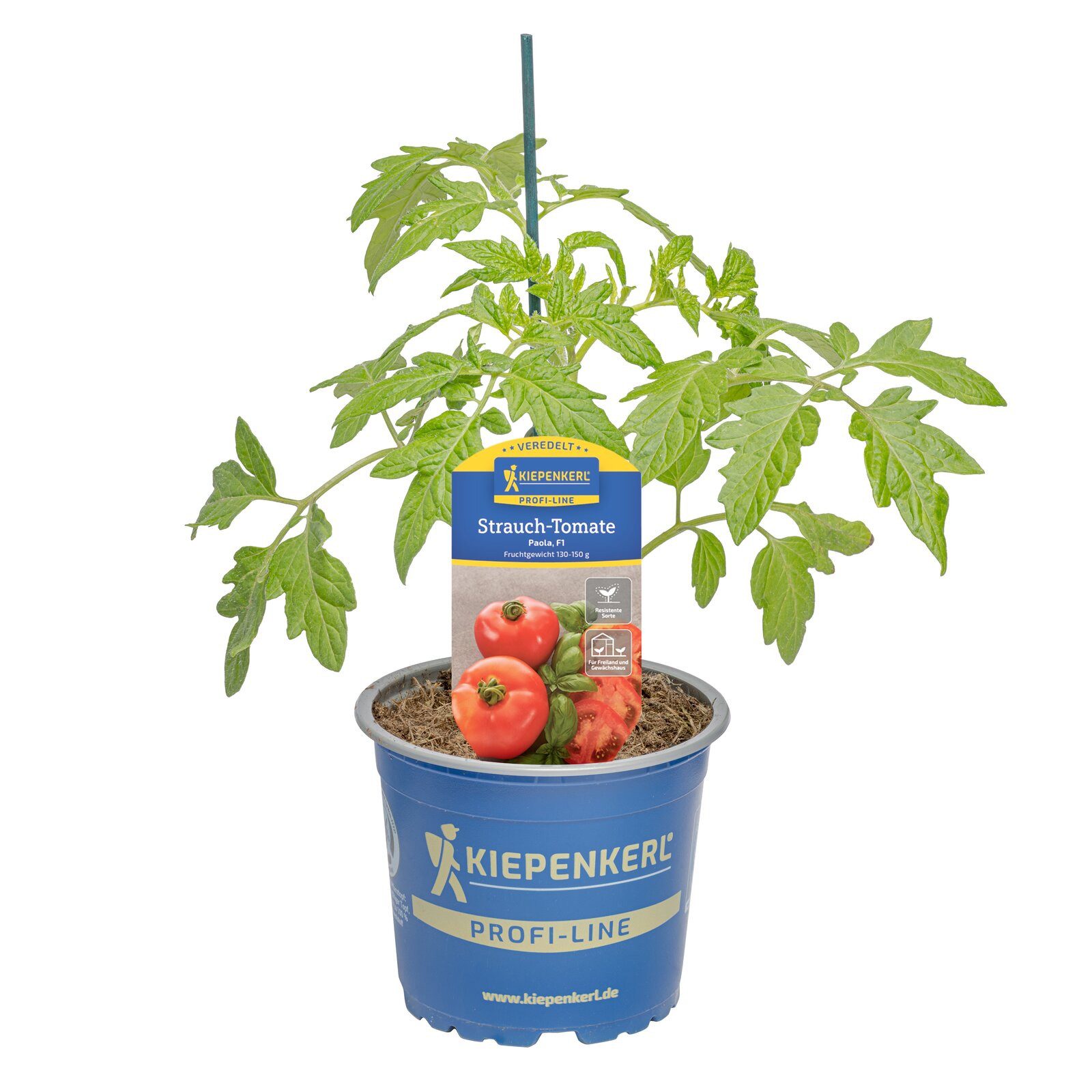 Pflanzen für Dich Gemüsepflanze Strauch-Tomate Paola veredelt F1 12cm Topf