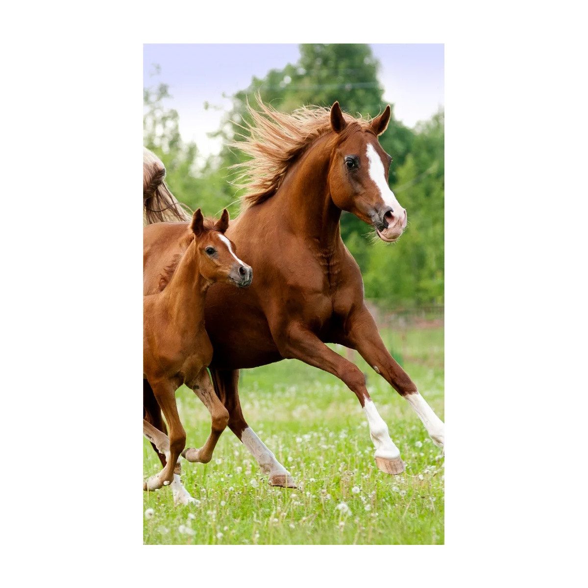 Disney Badetücher Pferd Career Handtuch, Gesichtshandtuch, Handtuch 30x50cm, Baumwolle (1-St)