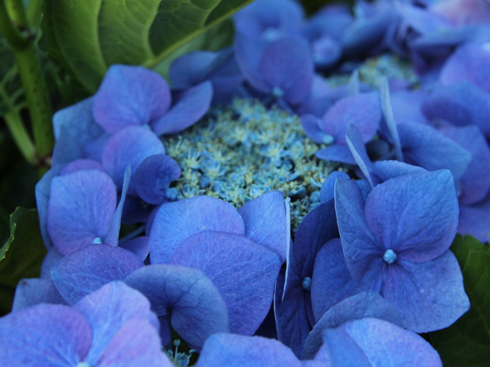 Garten von Ehren Zierstrauch Hydrangea macrophylla Blaumeise, Containerware, 30-40 cm hoch