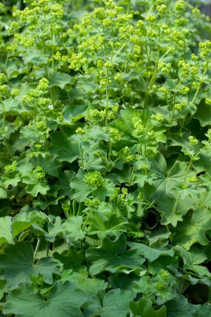 Pflanzen für Dich Staude Alchemilla epipsila, 1 St., Großblatt-Frauenmantel, Frauenmantel