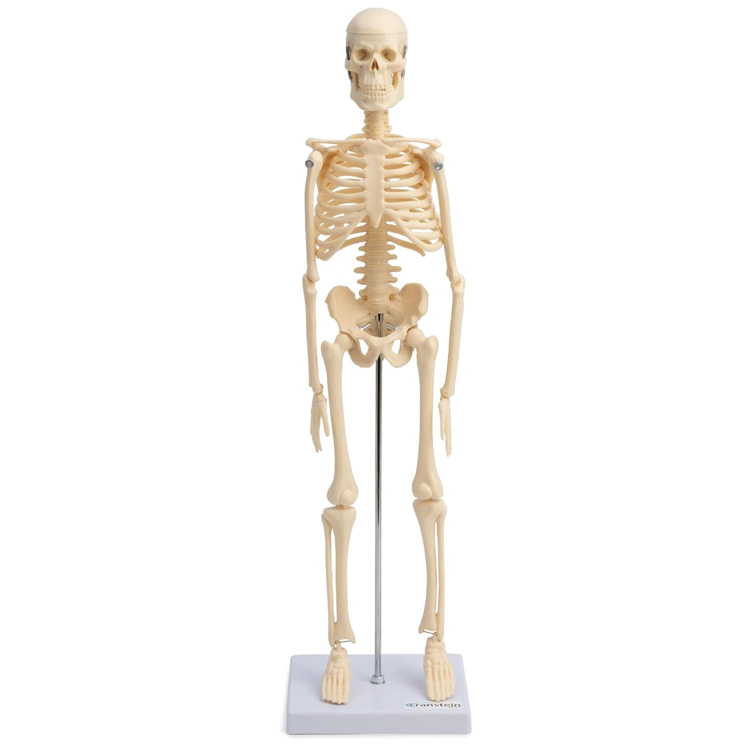 Cranstein Scientific Dekoobjekt Mini Skelett Anatomie Modell 45cm mit beweglichen Gelenken beige