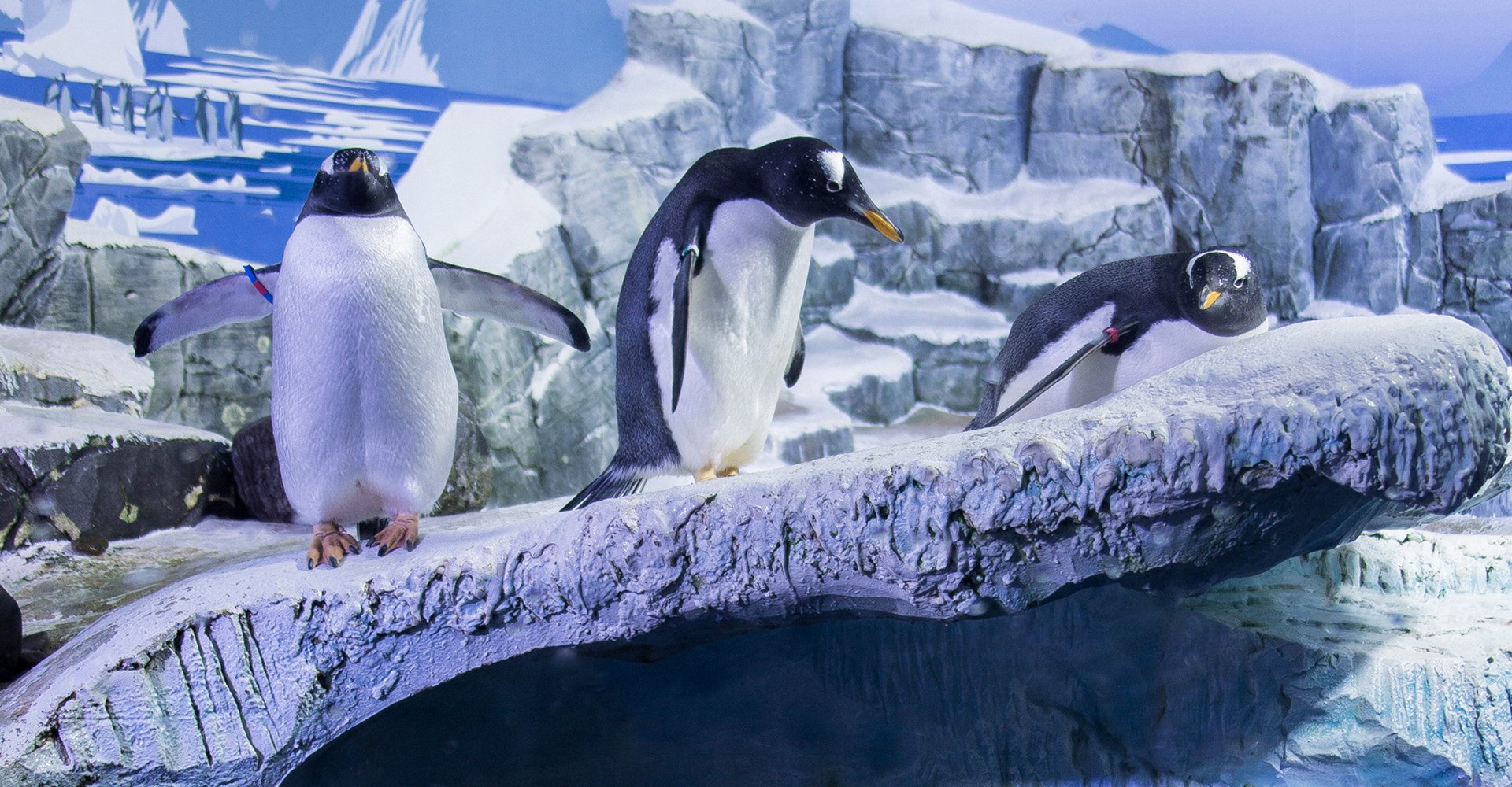 Erlebnisgutschein Sea Life Konstanz