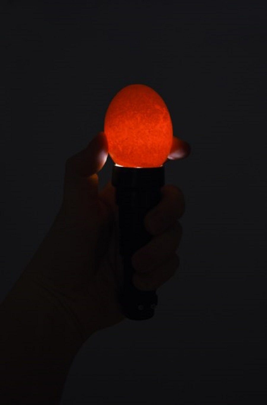 Kerbl LED Taschenlampe cm 73126 3,5 Kerbl Ø LED-Schierlampe