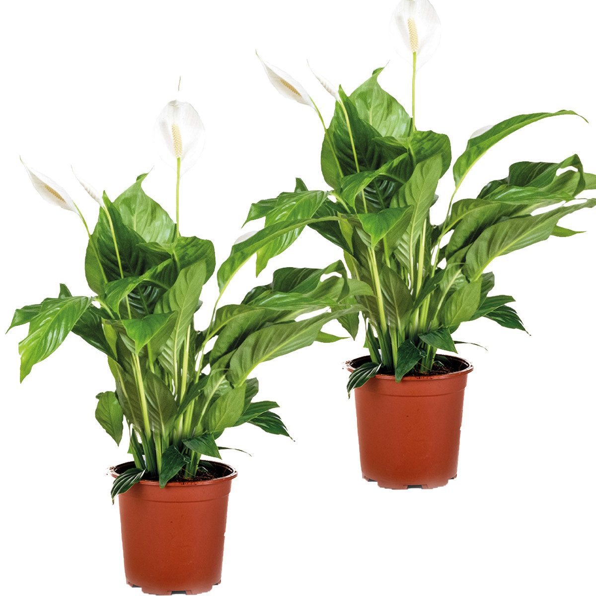 Bloomique Zimmerpflanze Bloomique - 2er Set - Spathiphyllum Torelli - Friedenslilie - Einblatt, 2 St.