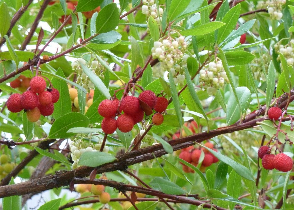 SAFLAX Blumensamen SAFLAX - Samen - Erdbeerbaum