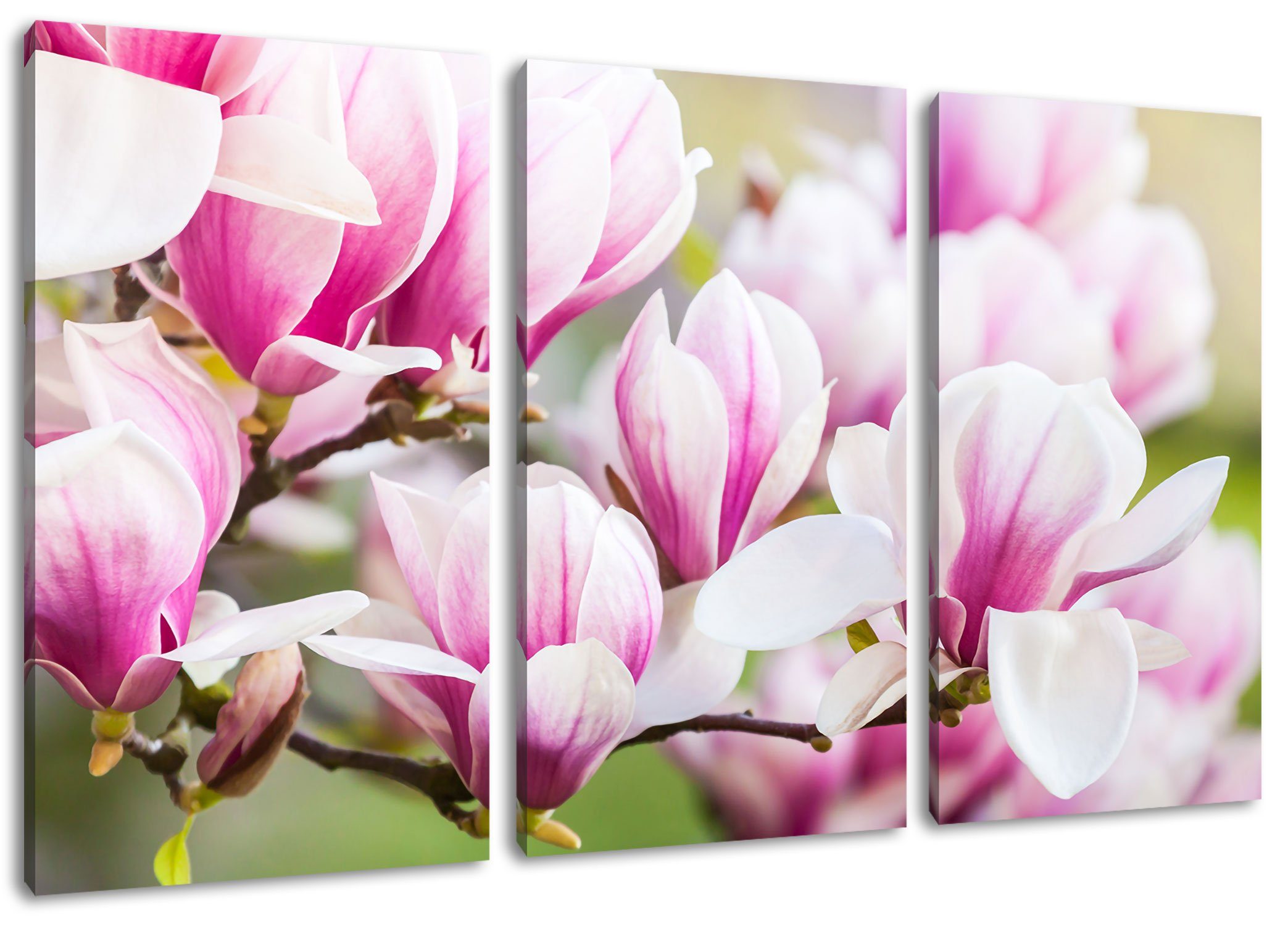 Pixxprint Leinwandbild Blüte farbende Leinwandbild bespannt, Blüte, inkl. rosa (120x80cm) Zackenaufhänger 3Teiler rosa St), feine (1 farbende fertig feine