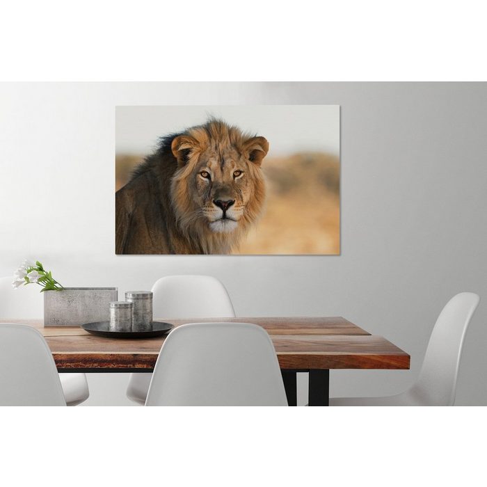 OneMillionCanvasses® Leinwandbild Löwen - Südafrika - Wild (1 St) Wandbild Leinwandbilder Aufhängefertig Wanddeko SY12528