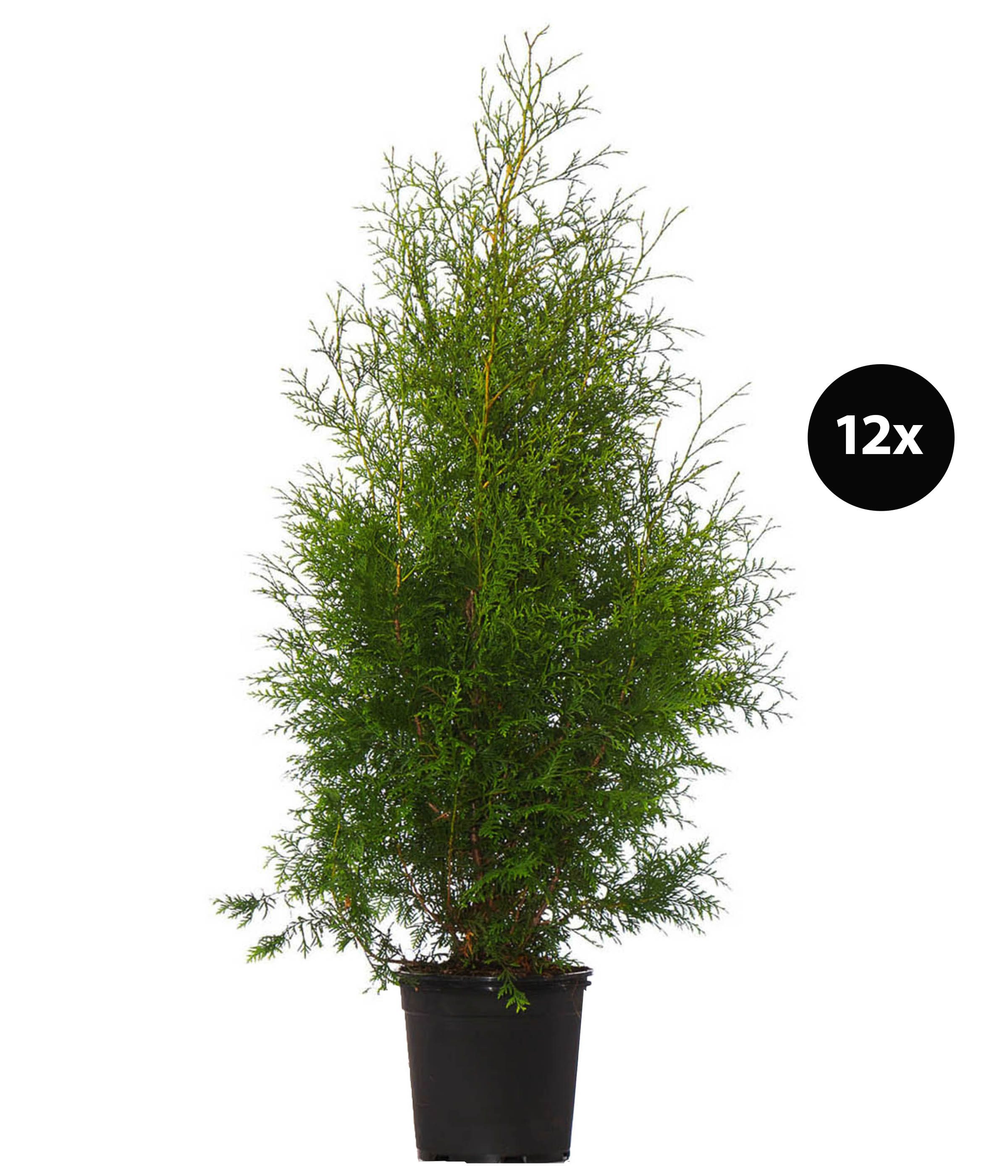 Dehner Hecken Thuja Lebensbaum Brabant, 12 Pflanzen, für 4-5 m Hecke, je 125-150 cm, immergrüne Gartenpflanze als Sichtschutz-Hecke